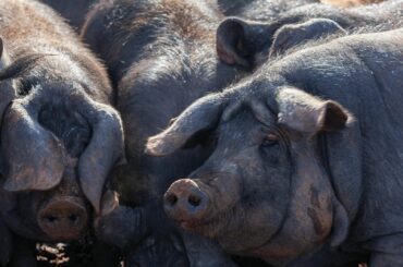 Porci sacrificați în Spania din cauza Pestei Porcine Africane