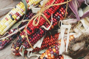 Produsele din porumb, rapiță și soia modificate genetic, re-autorizate de Comisia Europeană, pentru încă 10 ani. Cultivarea, interzisă