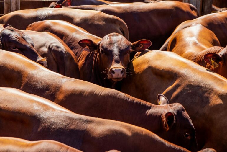 Export de bovine din Sibiu, anulat din cauza Bluetongue.