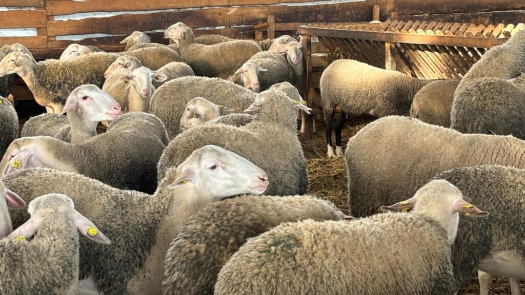 Exporturi ovine vii Romania Algeria