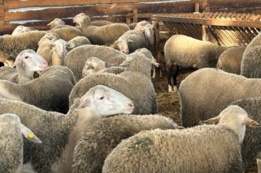 Exporturi ovine vii Romania Algeria