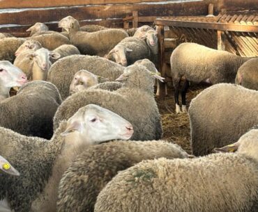 Exporturi ovine vii Romania Algeria