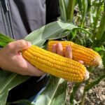 ANALIZĂ România rămâne lider la exportul de porumb, dar livrările scad. Prețul este cu aproape 50% sub media europeană