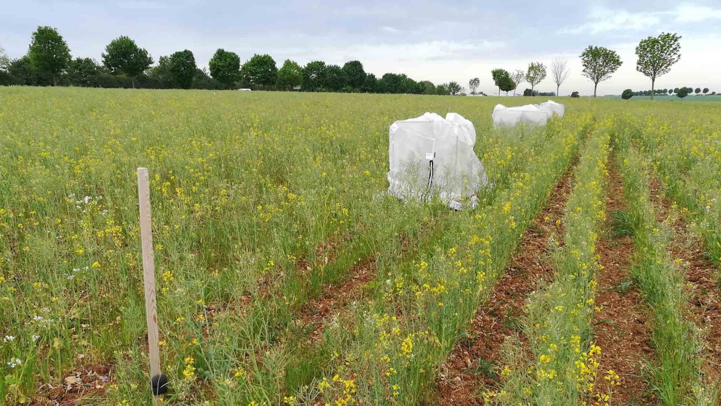 Experiment agricol francez pesticide