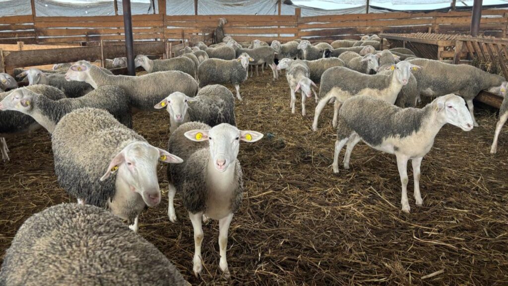 Exporturile de ovine vii din România