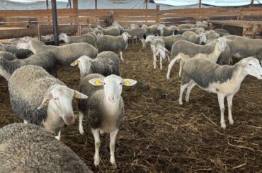 Exporturi ovine vii Croatia