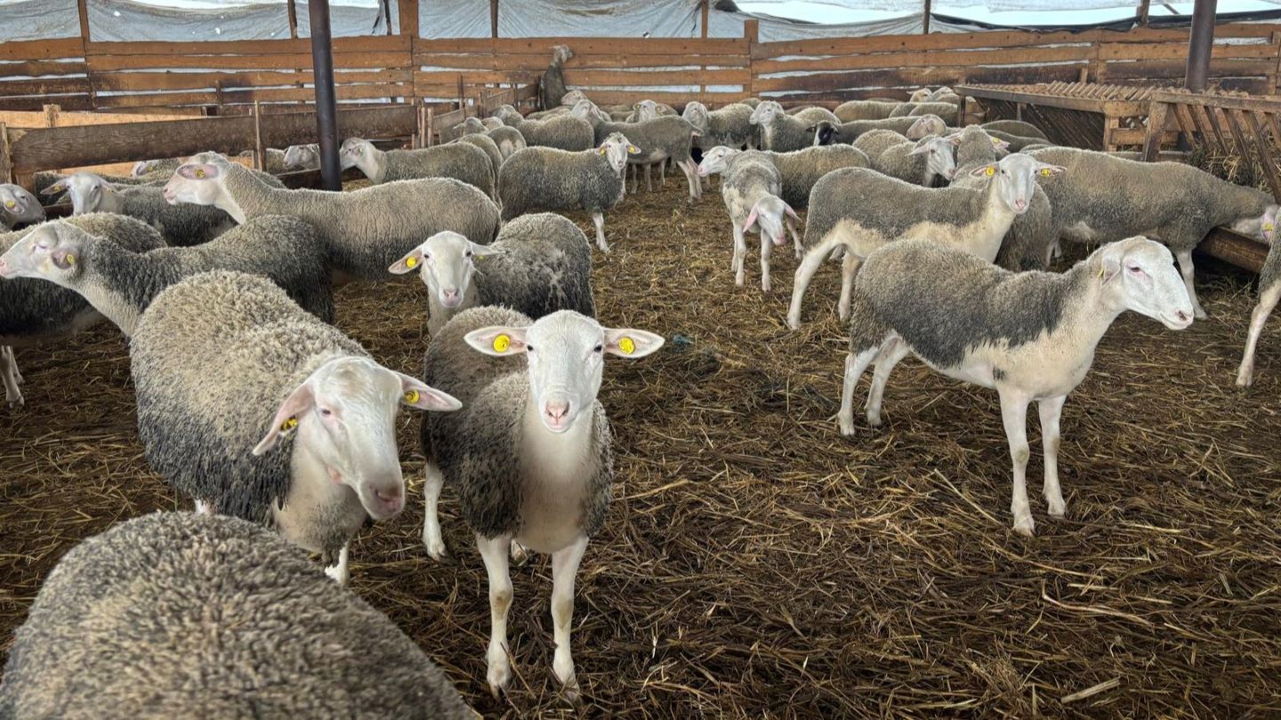 ANALIZĂ Algeria reconfigurează exporturile românești de ovine, în primele 4 luni ale anului. Preț mediu în creștere Exporturile de ovine vii din România