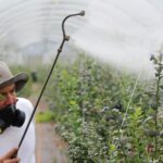 Reziduurile de pesticide, principala problemă semnalată la fructe și legume în UE. Turcia rămâne țara de origine menționată cel mai frecvent