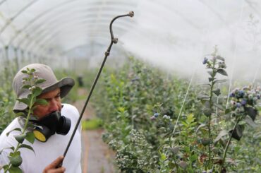 Reziduuri de pesticide