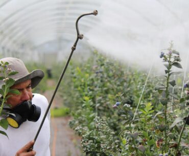 Reziduuri de pesticide în România