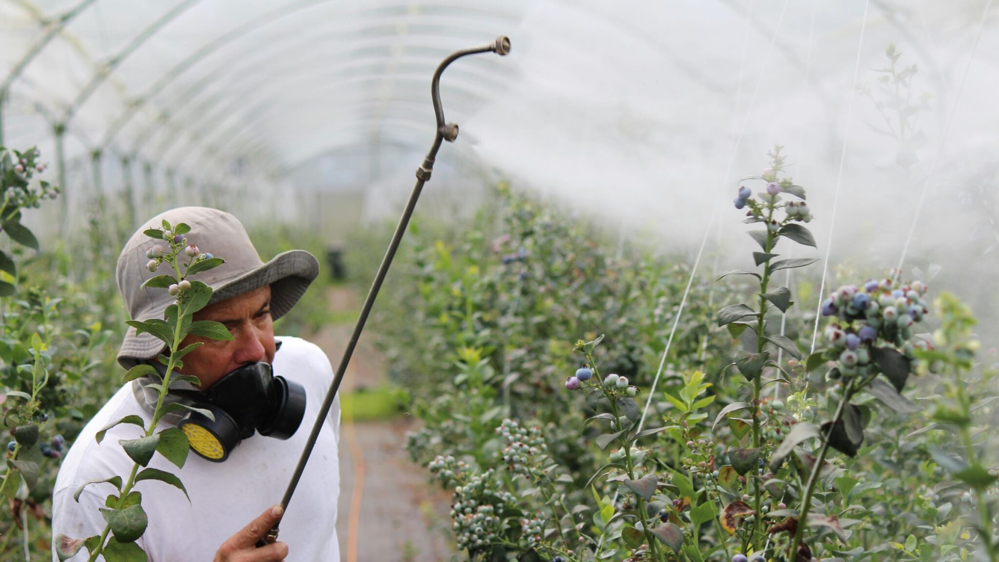 Reziduurile de pesticide, principala problemă semnalată la fructe și legume în UE. Turcia rămâne țara de origine menționată cel mai frecvent Reziduuri de pesticide