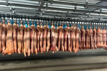 Industria porcului, săptămâna 6