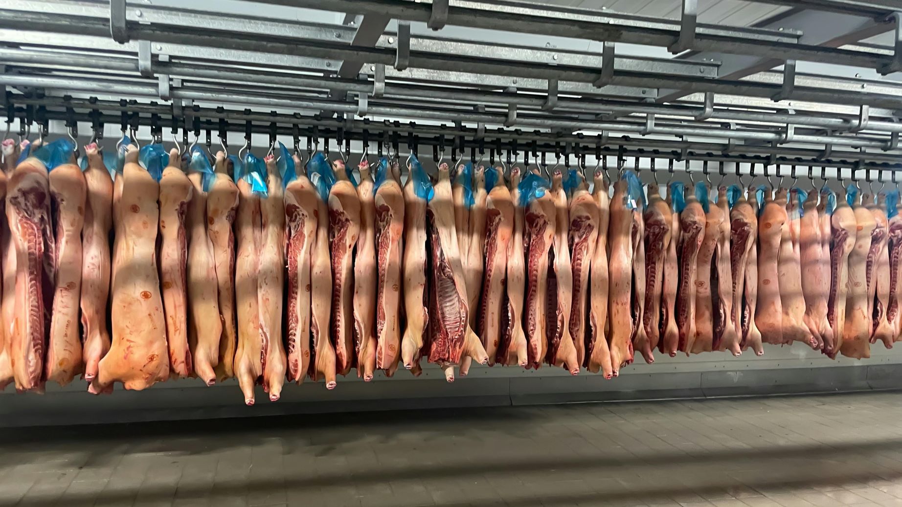 Industria porcului, săptămâna 6: ”Prețurile de export ale cărnii de porc europene au scăzut sub cele ale piețelor din SUA și Brazilia” – Dr. Abraham Industria porcului, săptămâna 6