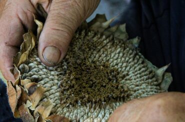 Suspiciune de contaminare cu Salmonella la semințe eco de floarea-soarelui germinate din România