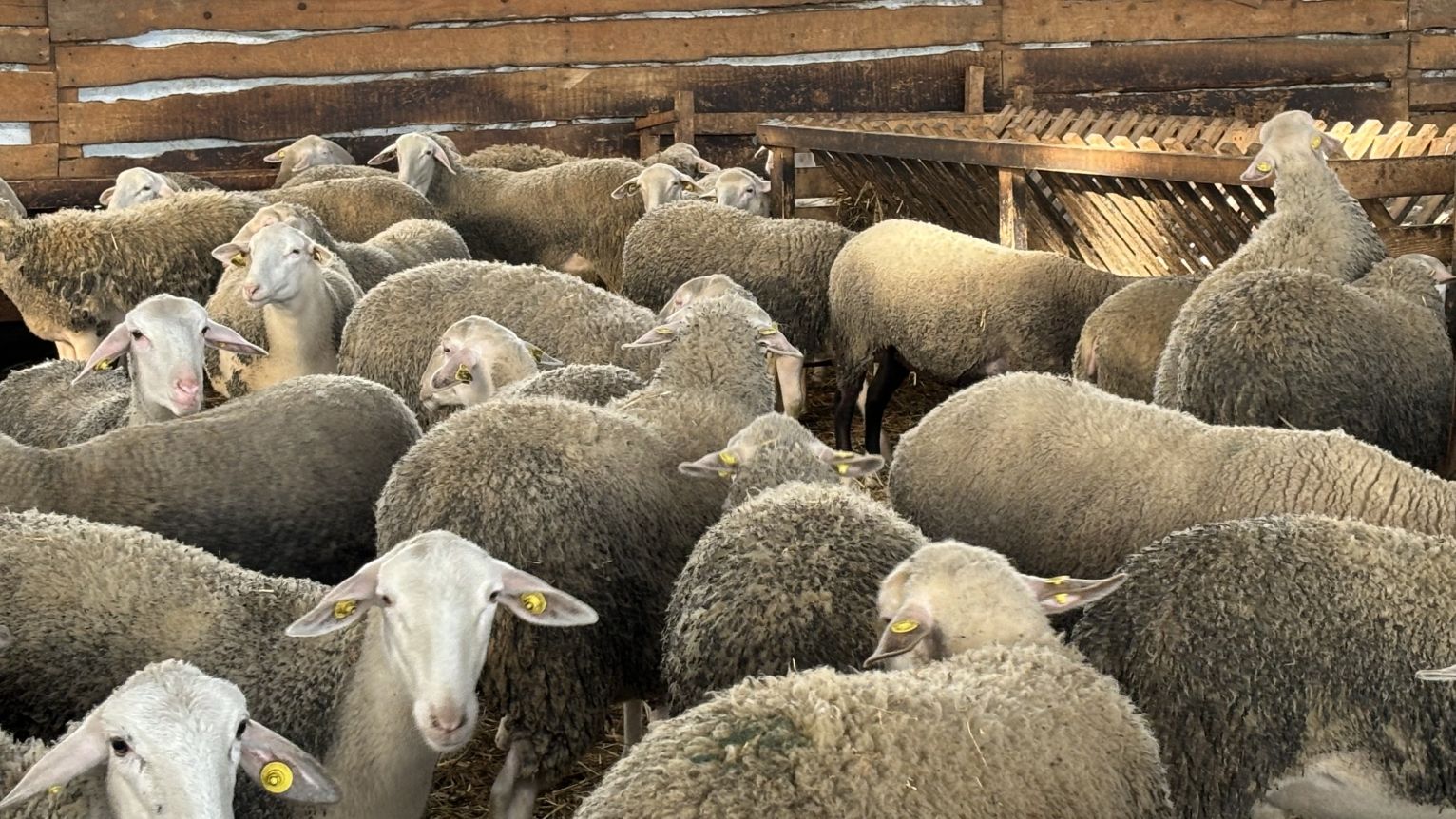 Algeria import ovine România