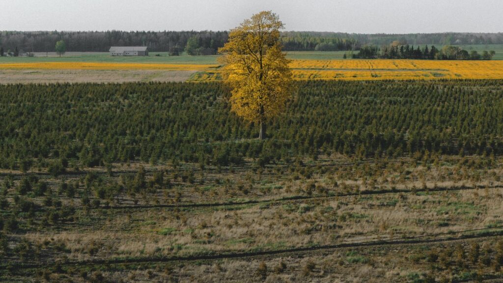 Teren necultivat