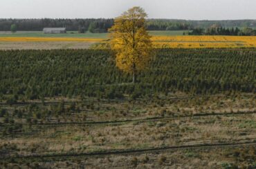 Teren necultivat