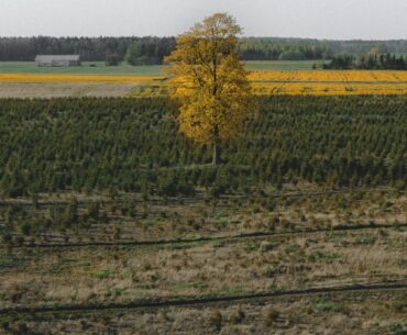 Teren necultivat