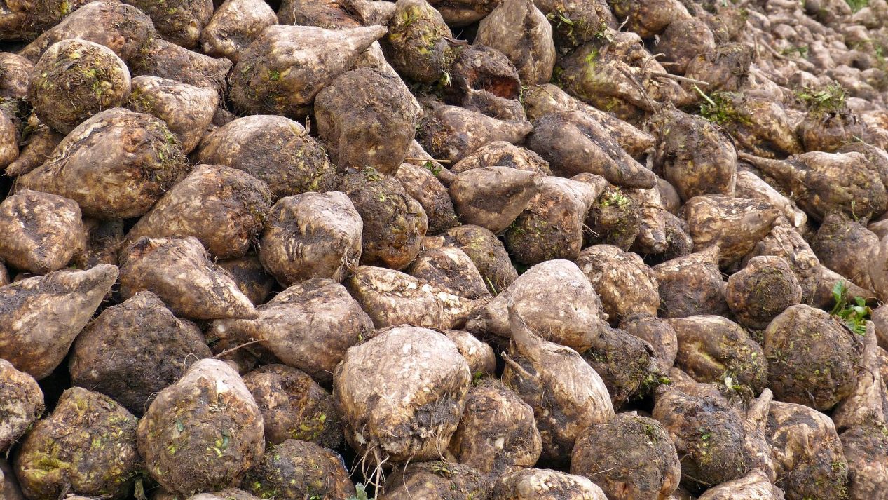 Comisia Europeană autorizează sfecla de zahăr modificată genetic KWS20-1 și reînnoiește autorizația pentru porumbul NK603 Organisme modificate genetic