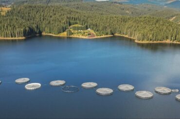 Cooperativa Agricolă „Păstrăvul din Țara Ta” obține certificarea ASC pentru ferma piscicolă de pe lacul Oașa