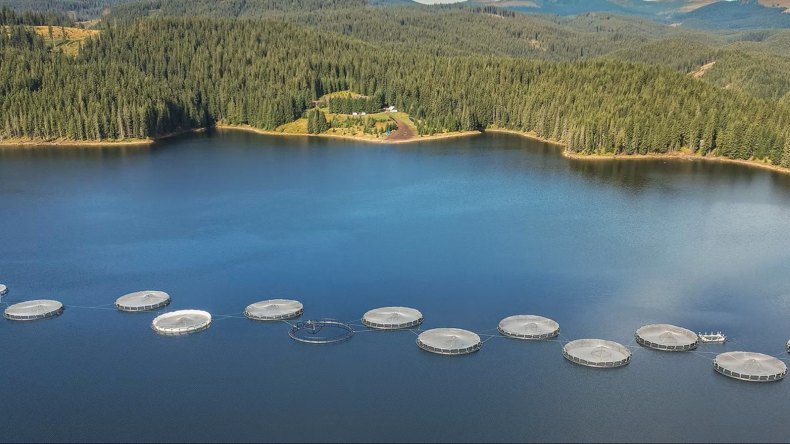 Cooperativa Agricolă „Păstrăvul din Țara Ta” obține certificarea ASC pentru ferma piscicolă de pe lacul Oașa Cooperativa Agricolă „Păstrăvul din Țara Ta” obține certificarea ASC pentru ferma piscicolă de pe lacul Oașa