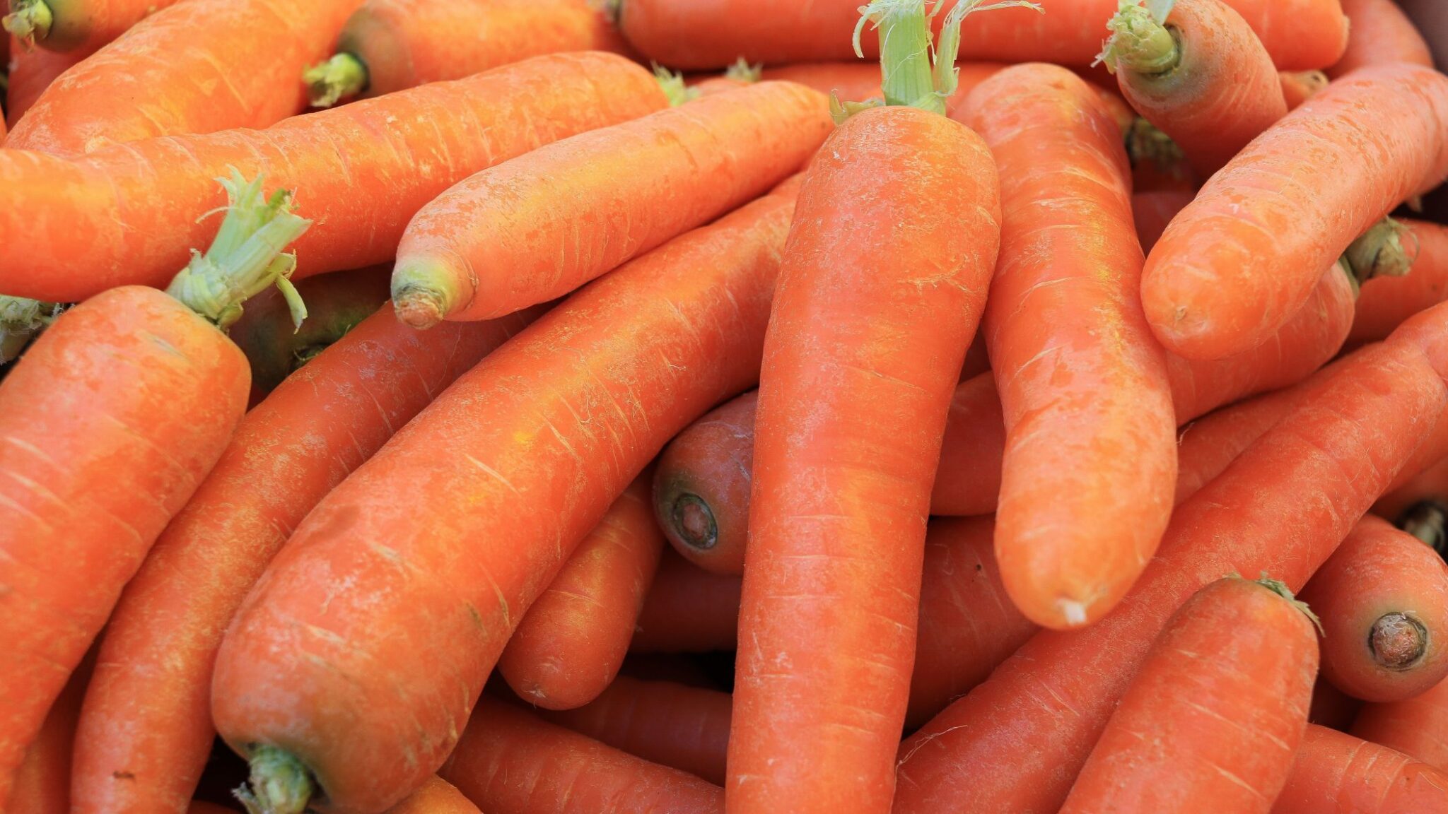 UE autorizează un nou ingredient alimentar din morcovi: extractul cRG-I intră pe piața europeană Aliment nou în UE pe bază de morcovi