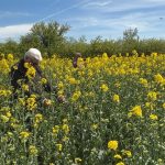 ANALIZĂ Exporturile de semințe de rapiță ale României ating un record istoric: peste 280.000 de tone. Marea Britanie și Pakistan, principalii cumpărători