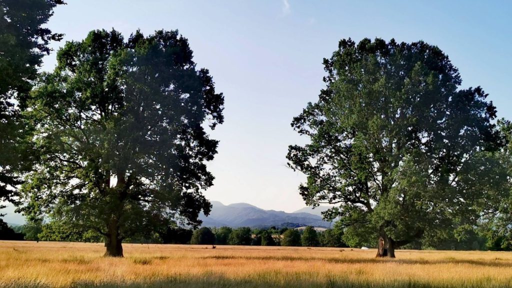 Conservarea naturii