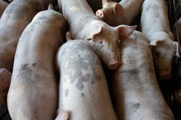 Porci uciși din cauza PPA