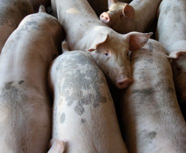 Porci uciși din cauza PPA