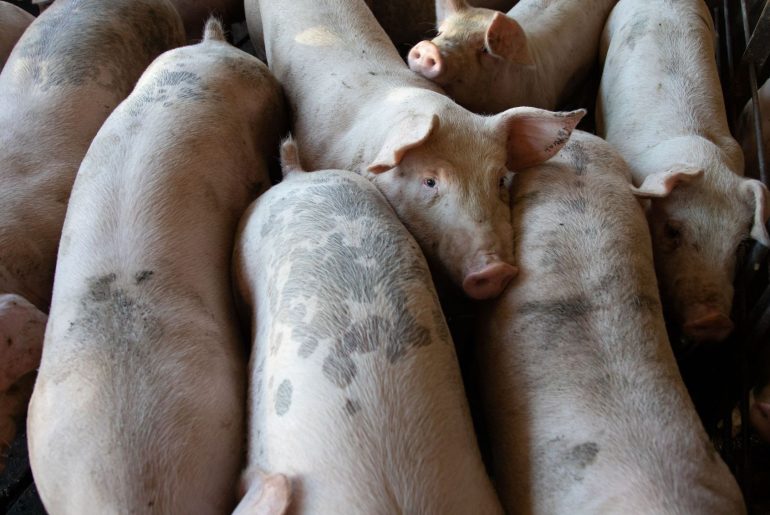 Porci uciși din cauza PPA