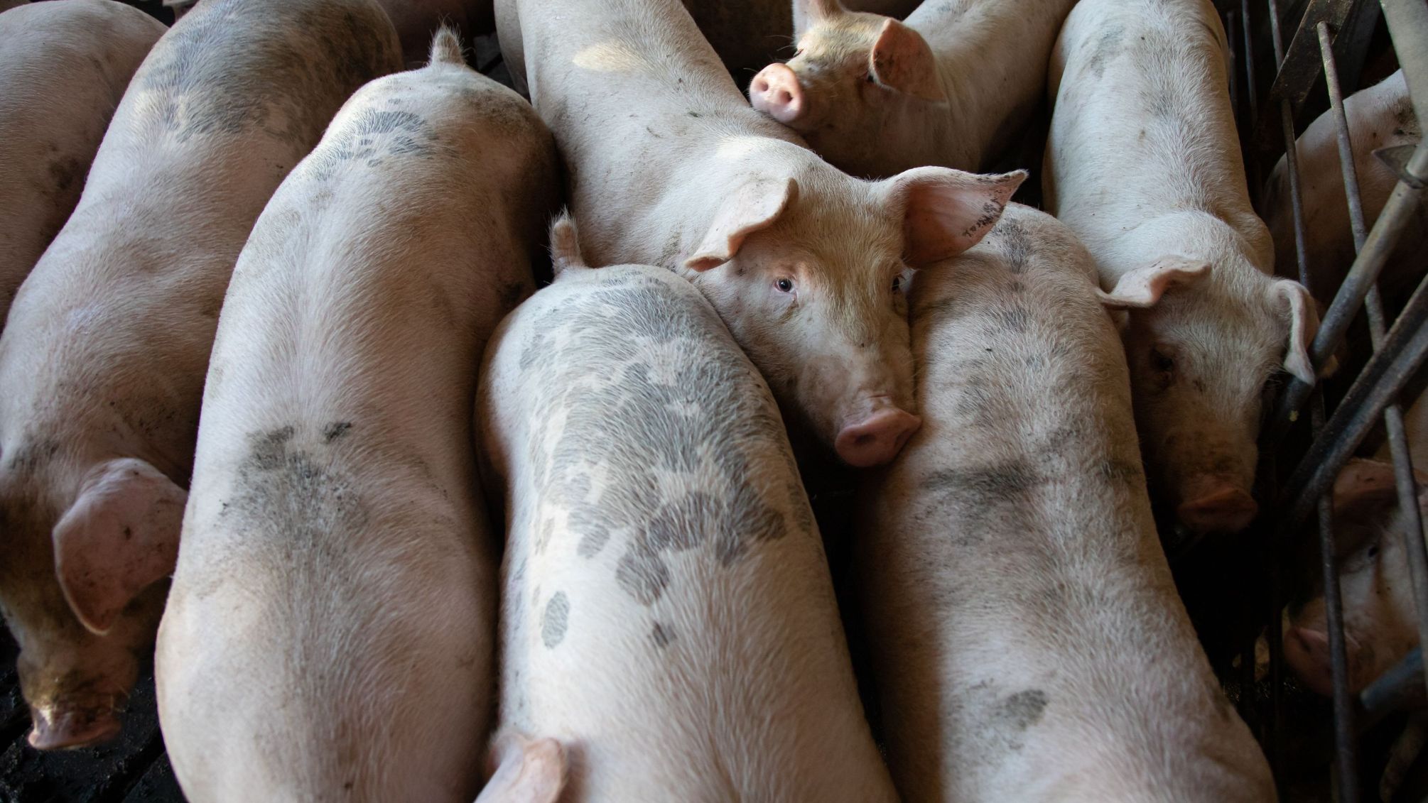 Industria porcului, săptămâna 33: ”În Rusia, porcii sunt confiscați și distruși. Ar putea fi focare de PPA” – Dr. Abraham Porci uciși din cauza PPA