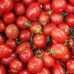 Tomate cherry din Sicilia contaminate cu Salmonella: peste 500 de cazuri raportate în Europa și America de Nord. Focarul durează de peste doi ani