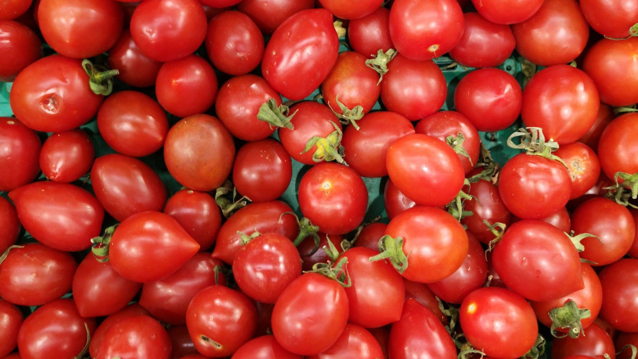 Tomate cherry din Sicilia contaminate cu Salmonella: peste 500 de cazuri raportate în Europa și America de Nord. Focarul durează de peste doi ani
